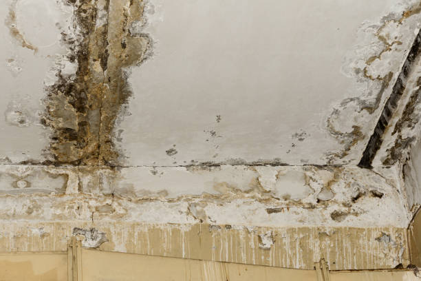 Best Water damage repair service  in USA